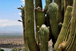 quilmes ruines 13.JPG