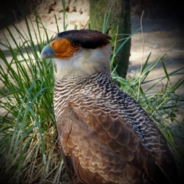 zoo buenos aires_20.JPG