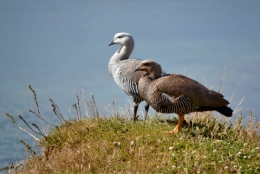 parc national de la Terre de Feu 13.JPG