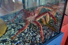 Centolla 3.JPG