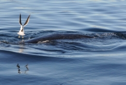 baleines franches valdes_10.JPG