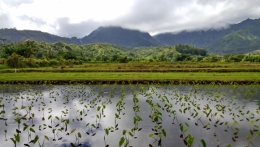 kauai 30.jpg