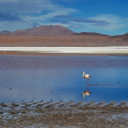 laguna colorada 14.jpg