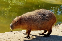 zoo buenos aires_13.JPG