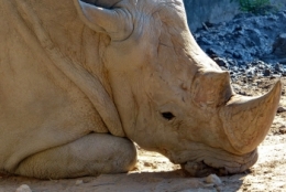 zoo buenos aires_32.JPG