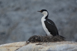 Port Lockroy 07.JPG