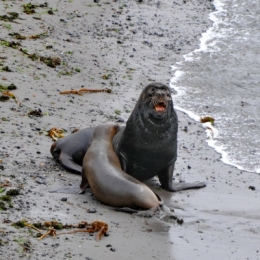 lions de mer peninsule valdes _09.JPG