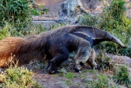 zoo buenos aires_14.JPG