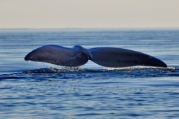 baleines franches valdes_14.JPG