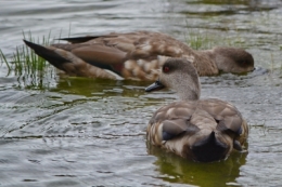 parc national de la Terre de Feu 19.JPG