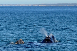 baleines franches valdes_08.JPG