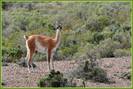 valdes guanaco.JPG