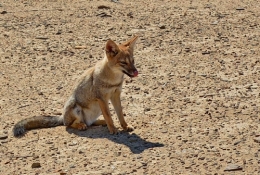 09) ischigualasto 06.jpg