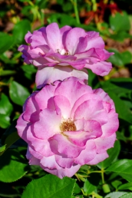 rosedal_05.JPG