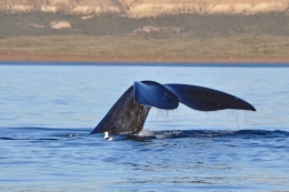 baleines franches valdes_09.jpg
