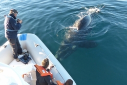 baleines franches valdes_19.JPG