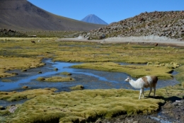 05) Geysers del Tatio 66b.jpg