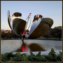 floralis generica 04.jpg
