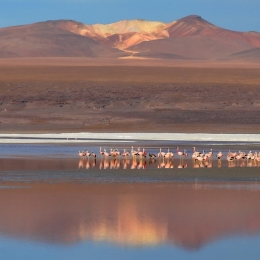 laguna colorada 10.JPG