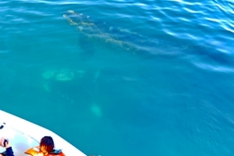 baleines franches valdes_18.jpg