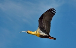 patagonie