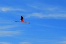 Salar d'atacama 17.JPG