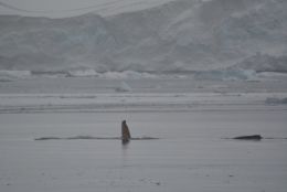 Danko Island 06.JPG