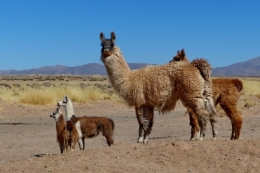 la quiaca argentine_03.JPG