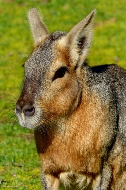 zoo buenos aires_01.JPG