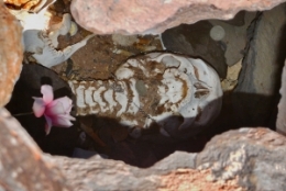 07) Laguna Brava 59.JPG