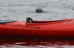 09b) Port Lockroy_246bbb.JPG