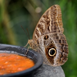 animaux iguazu_21.JPG