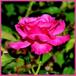 rosedal_00.jpg