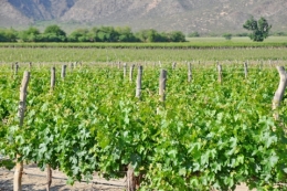 Cafayate_12.JPG