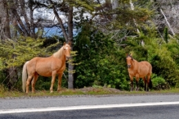 8) de san Martin à Bariloche 09a.JPG