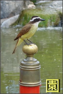 jardin japones buenos aires_06.jpg