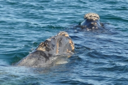 baleines franches valdes_11.JPG