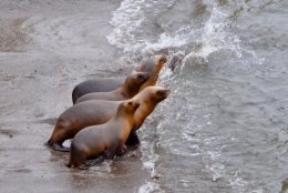 lions de mer peninsule valdes _10.JPG