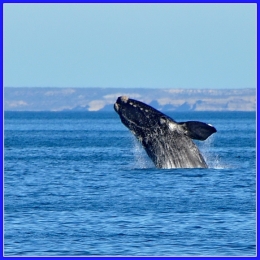 baleines franches valdes_00b.jpg