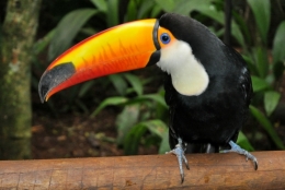 animaux iguazu_18.JPG