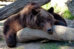 zoo buenos aires_24.JPG