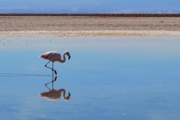 Salar d'atacama 14.jpg