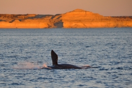 baleines franches valdes_26.JPG