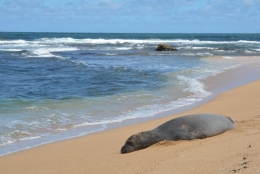 kauai 12.JPG