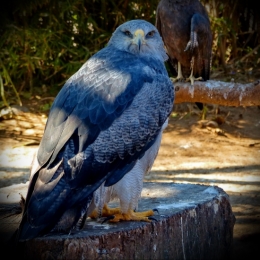 zoo buenos aires_09.JPG