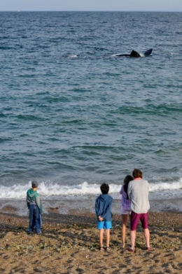 baleines franches valdes_06.JPG