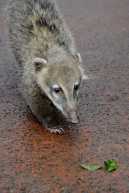 animaux iguazu_03.jpg