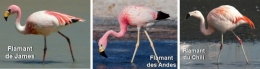 flamants.jpg