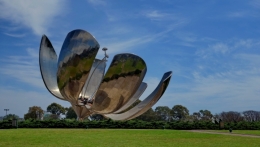 floralis generica .JPG