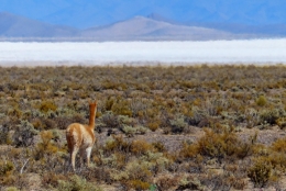 Salinas grandes _16.jpg